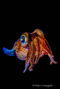 bobtail squid by Marco Gargiulo 
